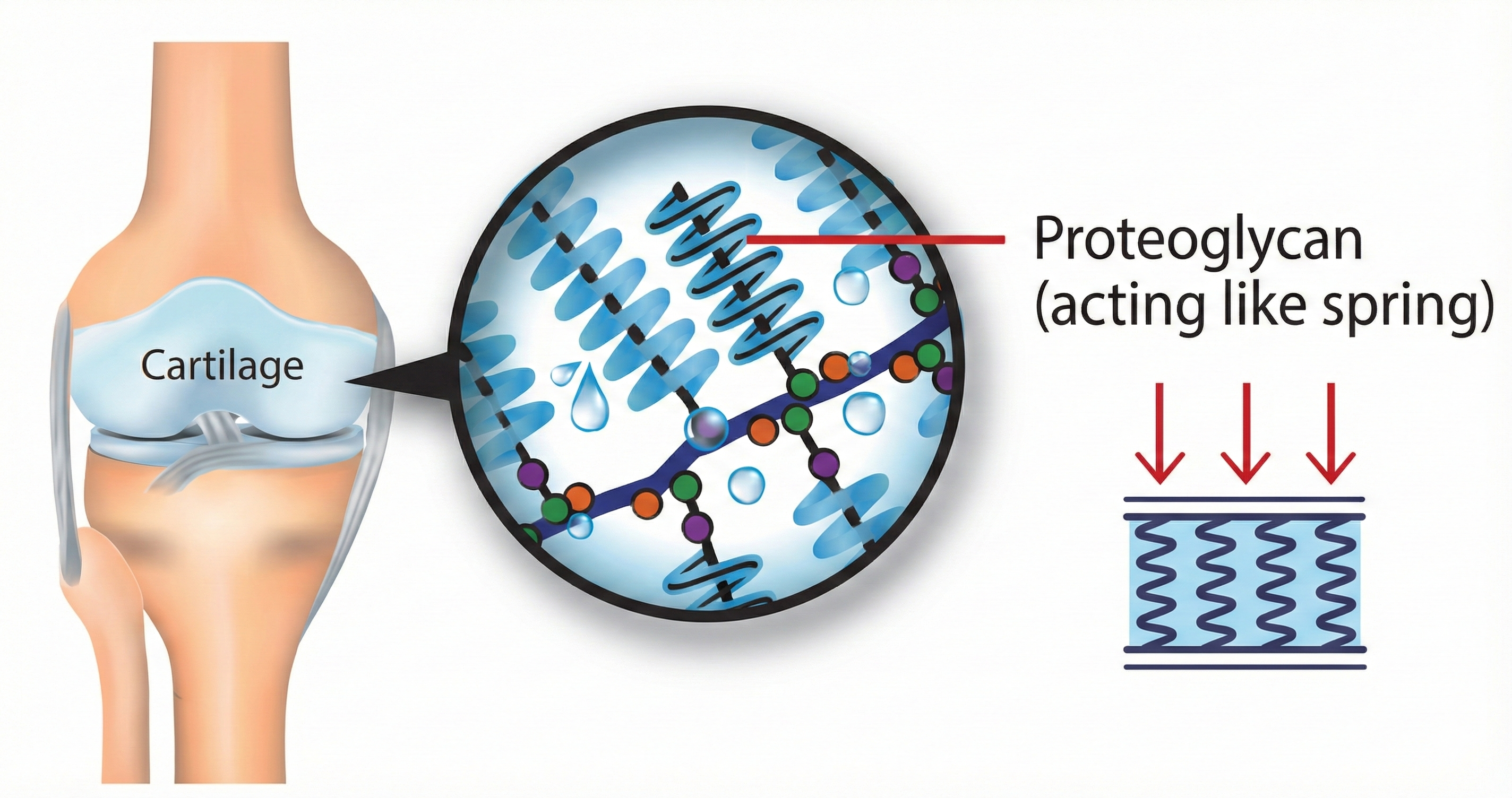 Joint Health: Cartilage Matters