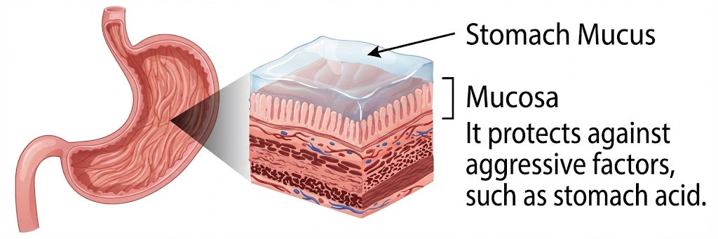 The Invisible Guardian: Why Your Gut Mucosa Matters (And How to Support It)