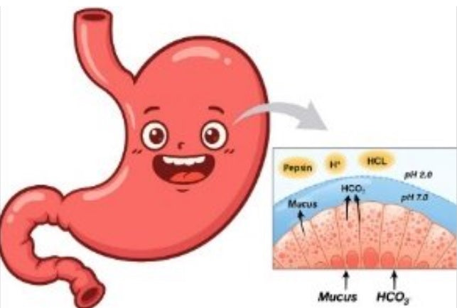 The "Slime" Shield: Why Your Stomach Doesn’t Digest Itself